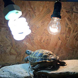 Выбираем ультрафиолетовую лампу для террариума