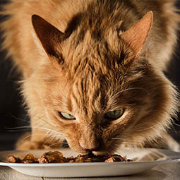 Все, что вы хотели узнать про влажные корма для кошек 